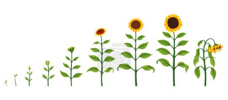 Illustration for Sunflower growth stages. Agriculture plant development from seed to flowering and fruit-bearing plant. Harvest animation progression. - Royalty Free Image