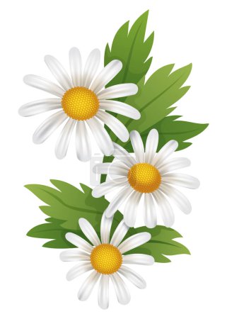 Illustration for Chamomile flower. Botanical illustration of daisy. Design element for herbal tea, natural cosmetics, health care products or aromatherapy. White flower with green leaves. - Royalty Free Image