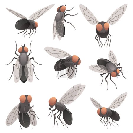 Illustration for Housefly insect icon set. Wildlife symbols in cartoon style. Scary insects. Graphic design elements. Entomology closeup color vector illustrations isolated on white background. - Royalty Free Image