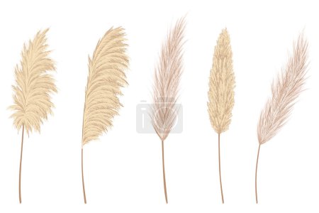 Illustration for Pampas grass branches collection. Dry feathery head plumes, used in flower arrangements, ornamental displays, interior decoration, fabric print, wallpaper, wedding card. Golden ornament element. - Royalty Free Image