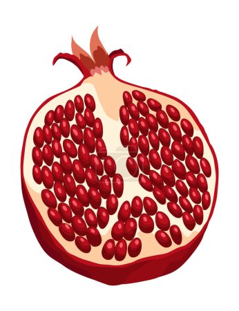 Illustration for Pomegranate icon. Cartoon isolated summer garnet fruit with ruby seeds, cut slice. Advertising tropical ripe fruit. Vector illustration of healthy food. - Royalty Free Image