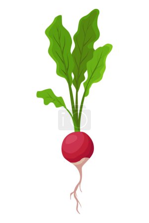 Radish beet vegetables growing. Plant showing root structure. Farm product for restaurant menu or market label. Organic and healthy food.