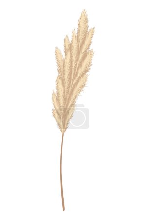 Illustration for Pampas grass branches. Dry feathery head plumes, used in flower arrangements, ornamental displays, interior decoration, fabric print, wallpaper, wedding card. Golden ornament element in boho style. - Royalty Free Image