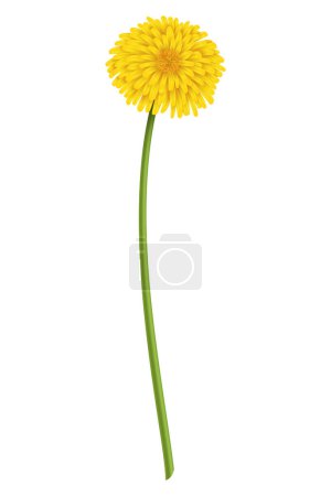 Illustration for Dandelion. Realistic yellow flower. Summer natural season element, beautiful grass. Vector icon illustration isolated on white background. - Royalty Free Image