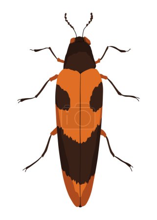 Buprestidae insect icon flat isolated stock vector illustration.