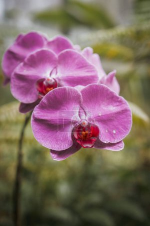Téléchargez les photos : An aesthetic close up purple orchid flower blooms beautifully with blurry background - en image libre de droit