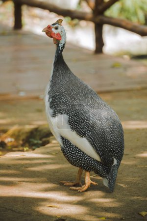 Photo for Isolated no people or person. Domestic guineafowl, sometimes called pintade, pearl hen, or gleany, is poultry originating from Africa - Royalty Free Image