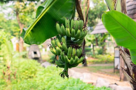 Photo for Banana tree with a bunch of growing bananas .Green bananas on a tree. plantation rain forest background - Royalty Free Image