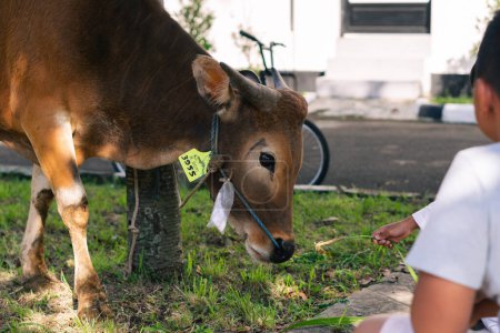 Téléchargez les photos : Le gamin nourrit la vache brune avec de l'herbe dans le village - en image libre de droit