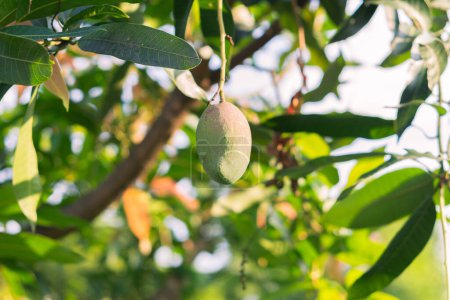 Photo for Close up manggo fruit on manggo tree with blurry background - Royalty Free Image