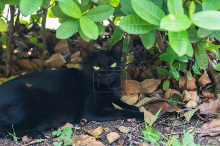 Foto de El gato negro se relaja bajo las hojas. Se encuentra bajo un arbusto. - Imagen libre de derechos