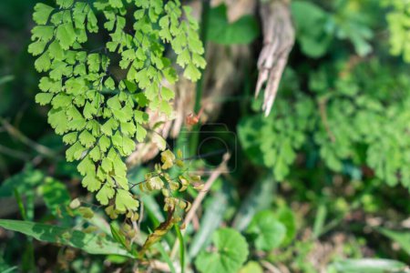 Photo for Green leaves in the forest with blurry background - Royalty Free Image
