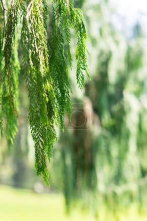 Photo for Green leaves in the forest with blurry background - Royalty Free Image