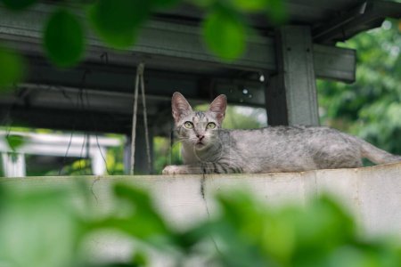 Photo for Wonderful cat sitting outdoor on a wall. Close up of cat sitting - Royalty Free Image