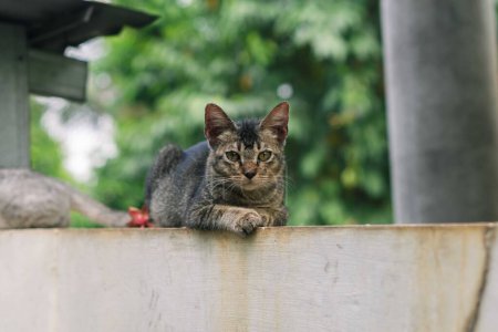 Photo for Wonderful cat sitting outdoor on a wall. Close up of cat sitting - Royalty Free Image