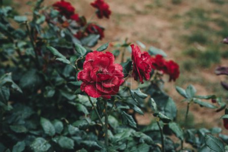 Téléchargez les photos : Red pelargonium, pelargonium est un genre de plantes à fleurs - en image libre de droit