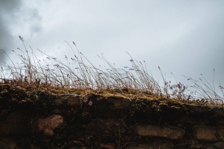 Photo for Grasses growing on a stone wall with a cloudy background - Royalty Free Image