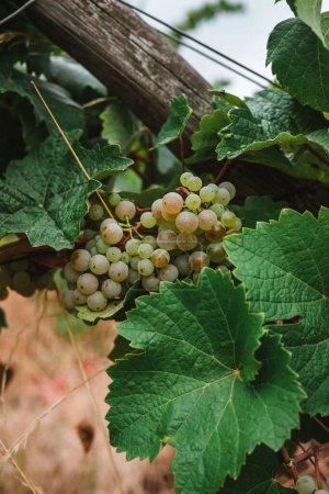 Téléchargez les photos : White wine grapes in vineyard on day time - en image libre de droit