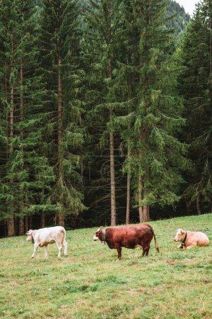 Foto de Tres vacas disfrutando de la hierba verde en los Alpes - Imagen libre de derechos
