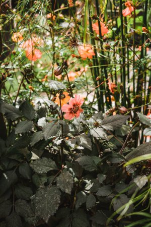 Téléchargez les photos : Dahlia 'Moonfire' est un cultivar de Dahlia aux feuilles très foncées, presque noires. - en image libre de droit
