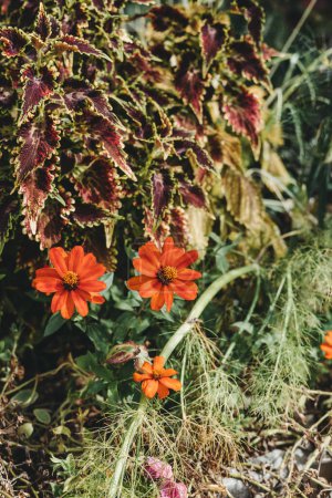 Téléchargez les photos : Chrysogonum peruvianum in the Alps - en image libre de droit