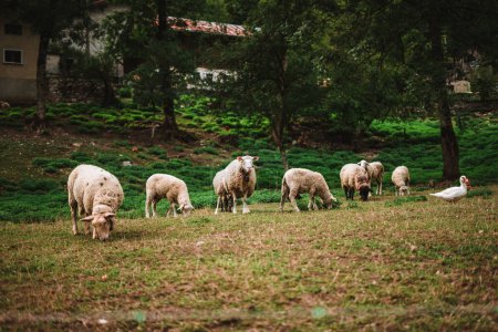 Photo for Sheeps in the Alps on a farm - Royalty Free Image