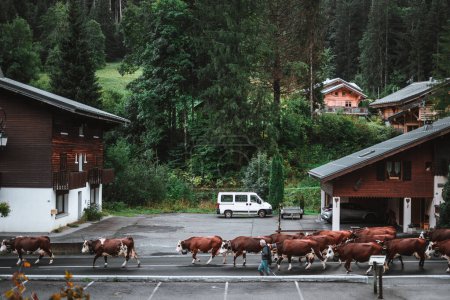 Foto de Campesinos paseando a sus vacas por la carretera en un pequeño pueblo de los Alpes - Imagen libre de derechos