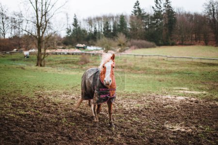 Photo for Brown horse standing in mud covered with a blanket to keep warm during winter, trees in background - Royalty Free Image