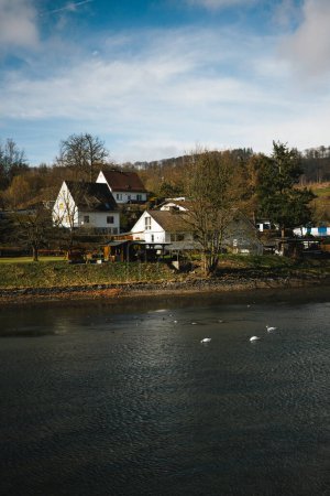 Téléchargez les photos : Swans swimming on the Diemelsee in Germany - en image libre de droit