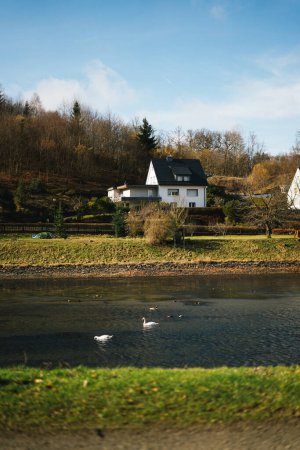Téléchargez les photos : Cygnes nageant sur le Diemelsee en Allemagne - en image libre de droit