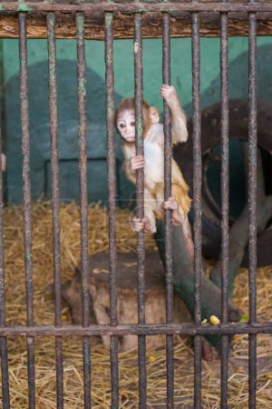 Photo pour A captive animal at the Giza Zoo in Egypt. The Zoo is set to close for renovation and while many hope that the conditions of the animals will improve there is fear that the increased ticket price will make one of the few green spaces in the city inac - image libre de droit