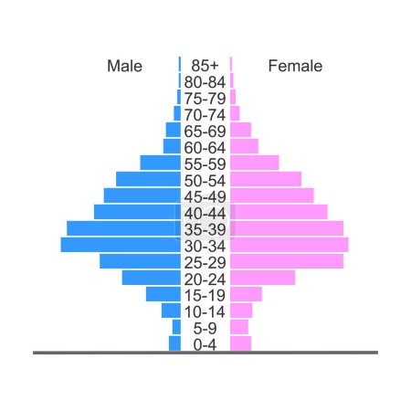 Photo for Population pyramid. Age structure diagram template. Example of population distribution by male and female groups with different age. Vector flat illustration - Royalty Free Image