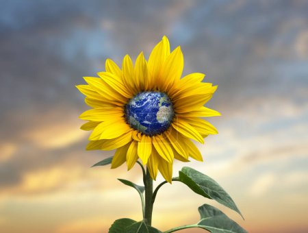 Foto de Beautiful landscape sunflower with in garden with focus clouds blue sky background. Flowers yellow and green garden during the daytime with bright sun light. - Imagen libre de derechos
