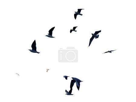 Foto de Muchas aves volando en el cielo aisladas sobre fondo blanco - Imagen libre de derechos