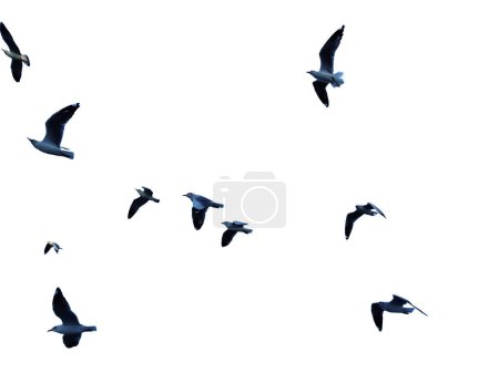 Many birds flying on sky isolated on white background