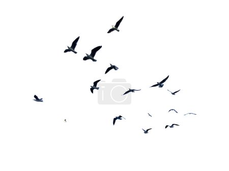 Foto de Muchas aves volando en el cielo aisladas sobre fondo blanco - Imagen libre de derechos