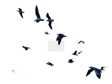 Many birds flying on sky isolated on white background