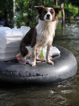 Téléchargez les photos : Un chien de compagnie flotte sur une chambre à air intérieure sur une route inondée tout en étant transporté en toute sécurité - en image libre de droit