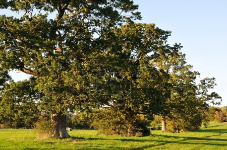 Scenic view of oak trees standing in a green field