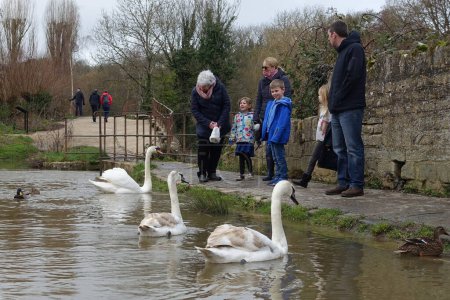 Foto de La gente ve cisnes y Cygnets en un río el 9 de febrero de 2019 en Bradford en Avon, Reino Unido. - Imagen libre de derechos