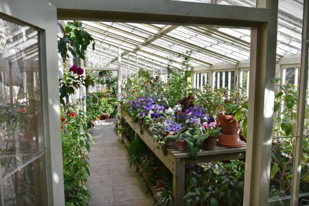 Foto de Hermosas plantas y flores se ven en un invernadero - Imagen libre de derechos