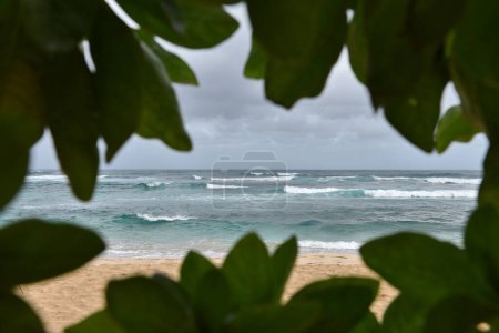 Foto de Vista panorámica de una playa de arena y mar azul enmarcado por una ventana de hojas de plantas - Imagen libre de derechos