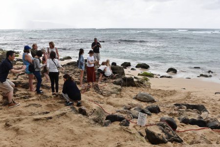 Téléchargez les photos : Des touristes se rassemblent pour admirer des tortues à Laniakea Beach le 26 novembre 2016 à Hawaï, États-Unis. - en image libre de droit