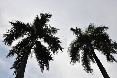 Téléchargez les photos : Vue en angle bas de cocotiers silhouettés sur une plage contre un ciel gris orageux - en image libre de droit