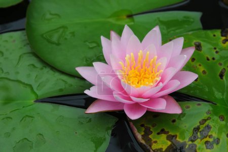 Photo for Close up view of a beautiful lotus flower in a garden pond - Royalty Free Image