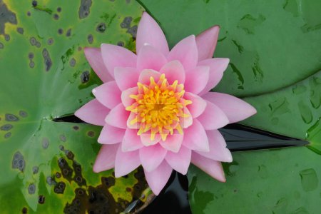 Téléchargez les photos : Vue rapprochée d'une belle fleur de lotus dans un étang de jardin - en image libre de droit