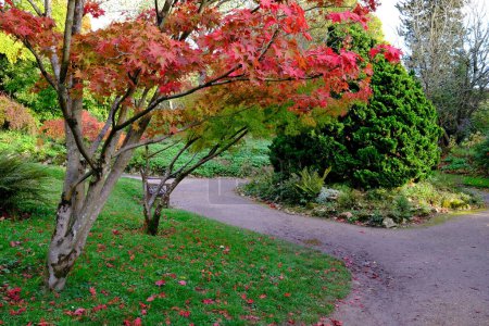 Foto de Hermoso parque de otoño con árboles y hojas - Imagen libre de derechos