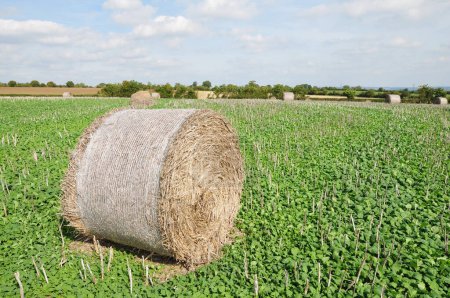 Photo for Straw bales on a field in the summer - Royalty Free Image