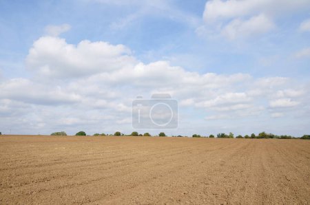 Photo for A field of wheat in the countryside - Royalty Free Image