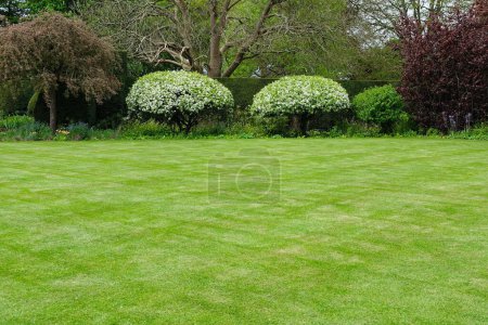 Téléchargez les photos : Jardin avec pelouse verte fraîche - en image libre de droit